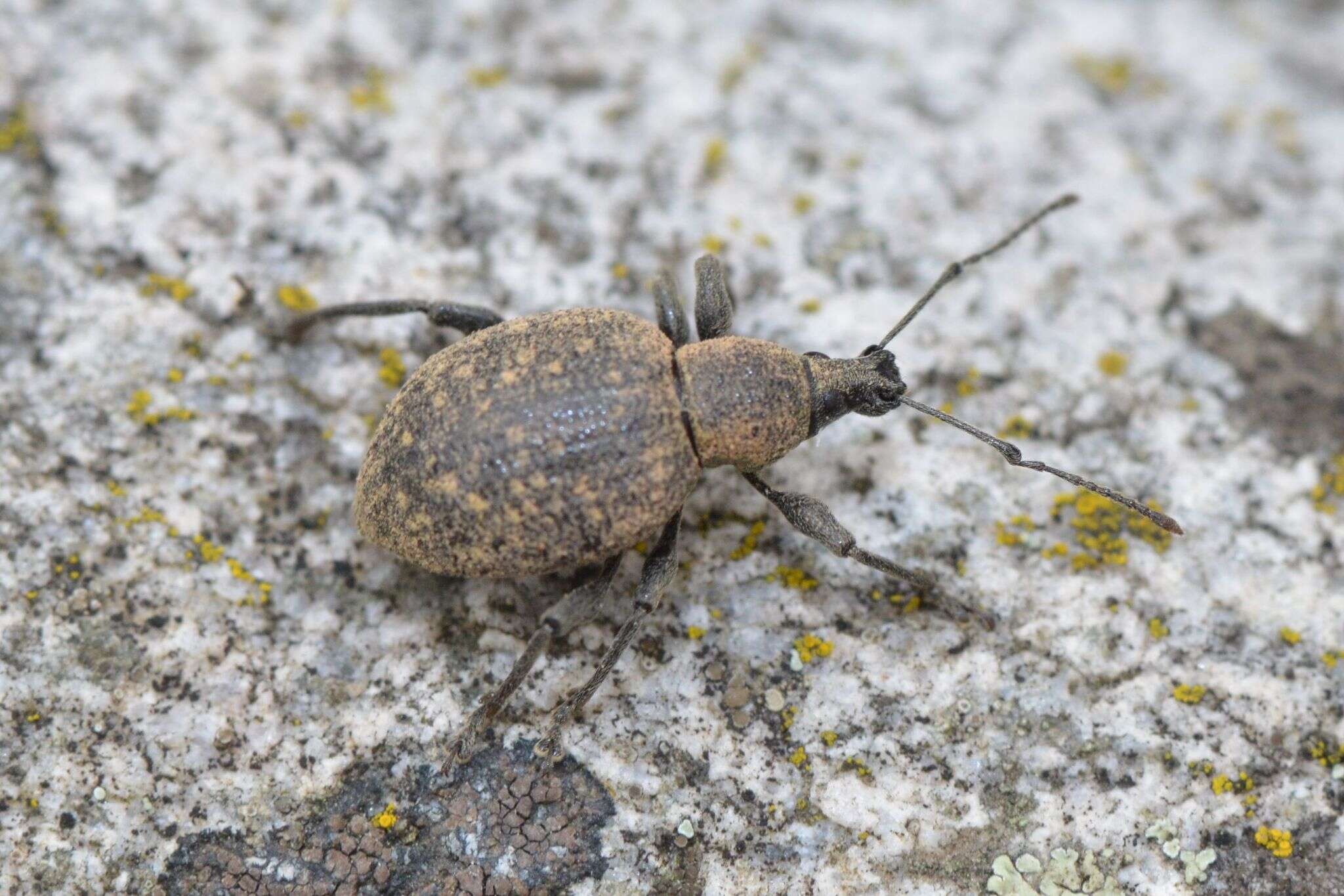 Otiorhynchus (Otiorhynchus) armadillo (Rossi 1792) resmi