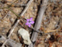 Image of Monterey gilia