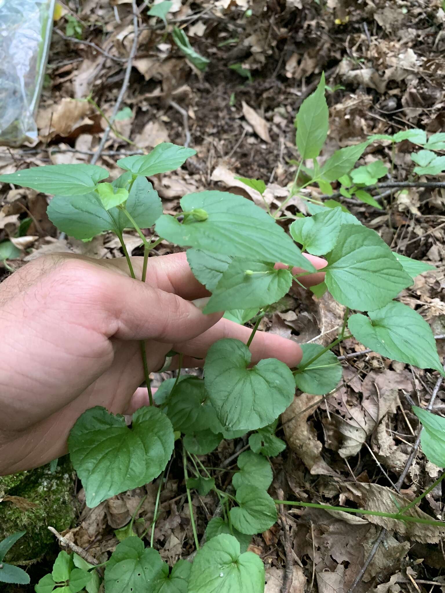 Sivun Viola pubescens var. scabriuscula Schwein. ex Torr. & A. Gray kuva