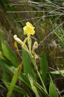 Image of bandanna of the Everglades