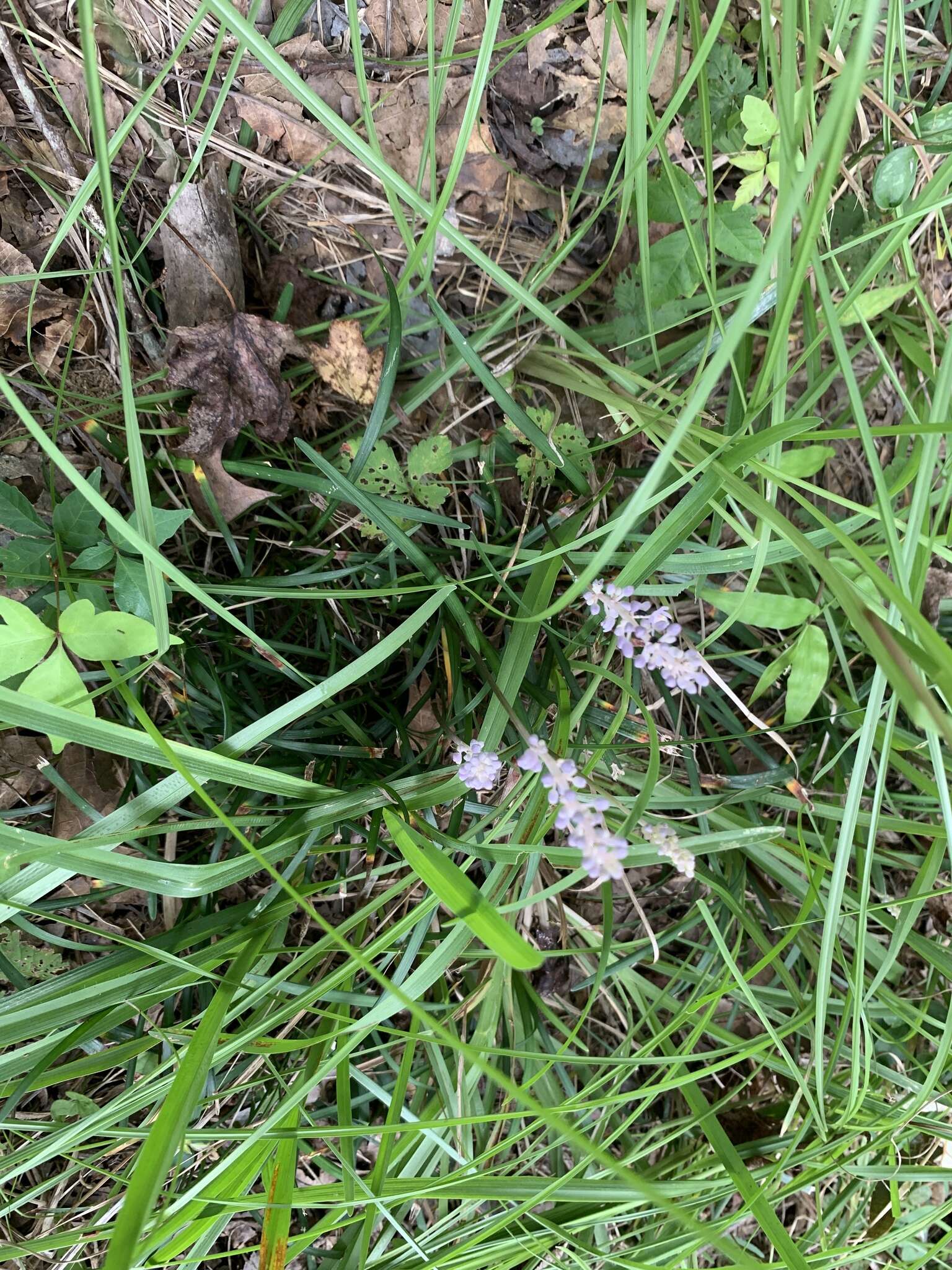 Image of creeping liriope