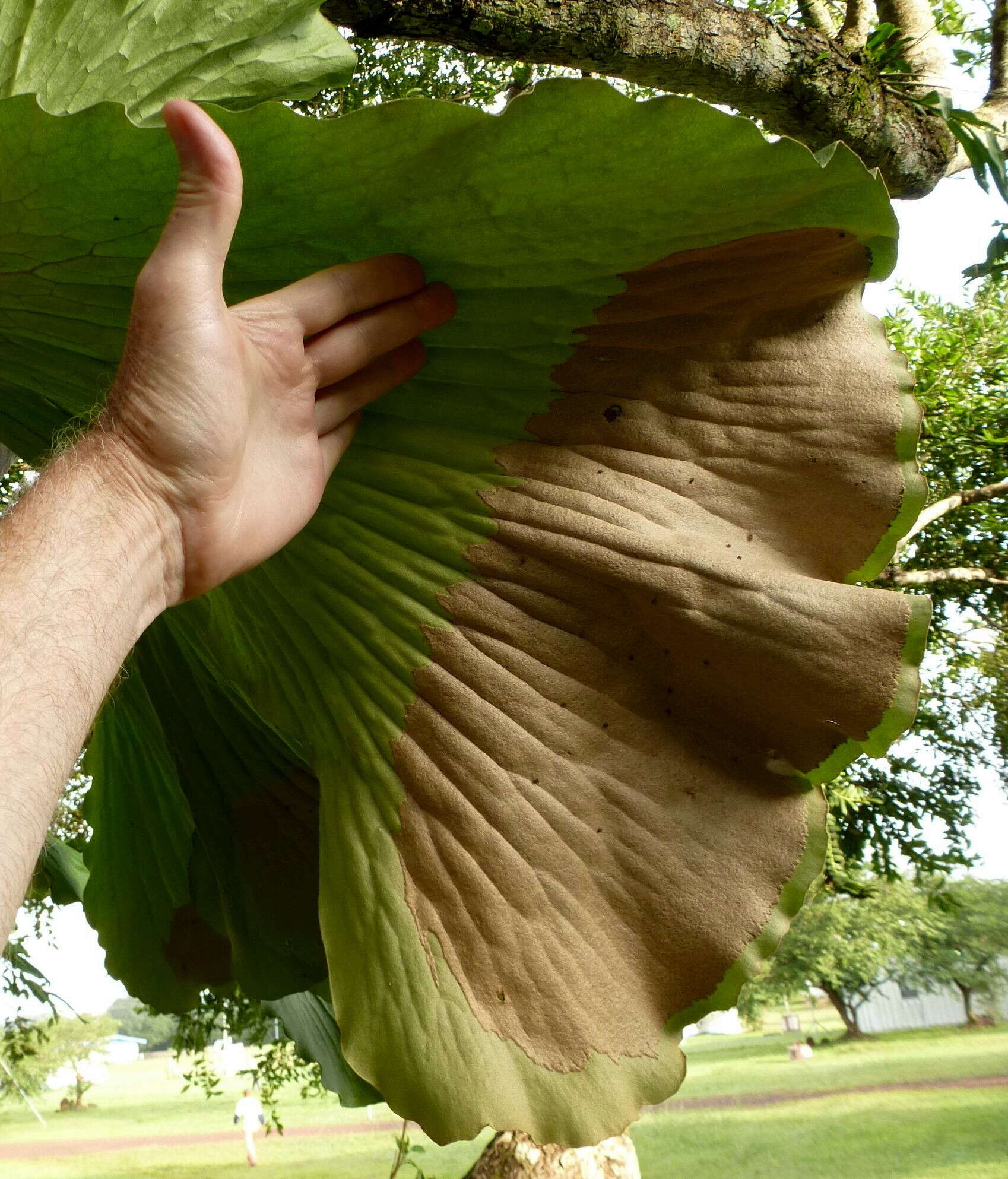 Imagem de Platycerium elephantotis Schweinf.