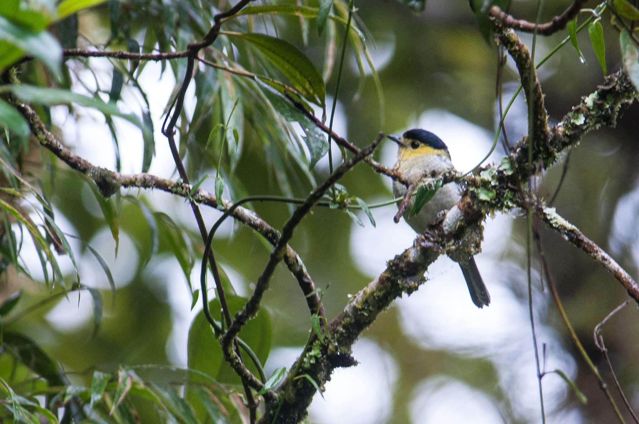 Plancia ëd Pachyramphus versicolor (Hartlaub 1843)