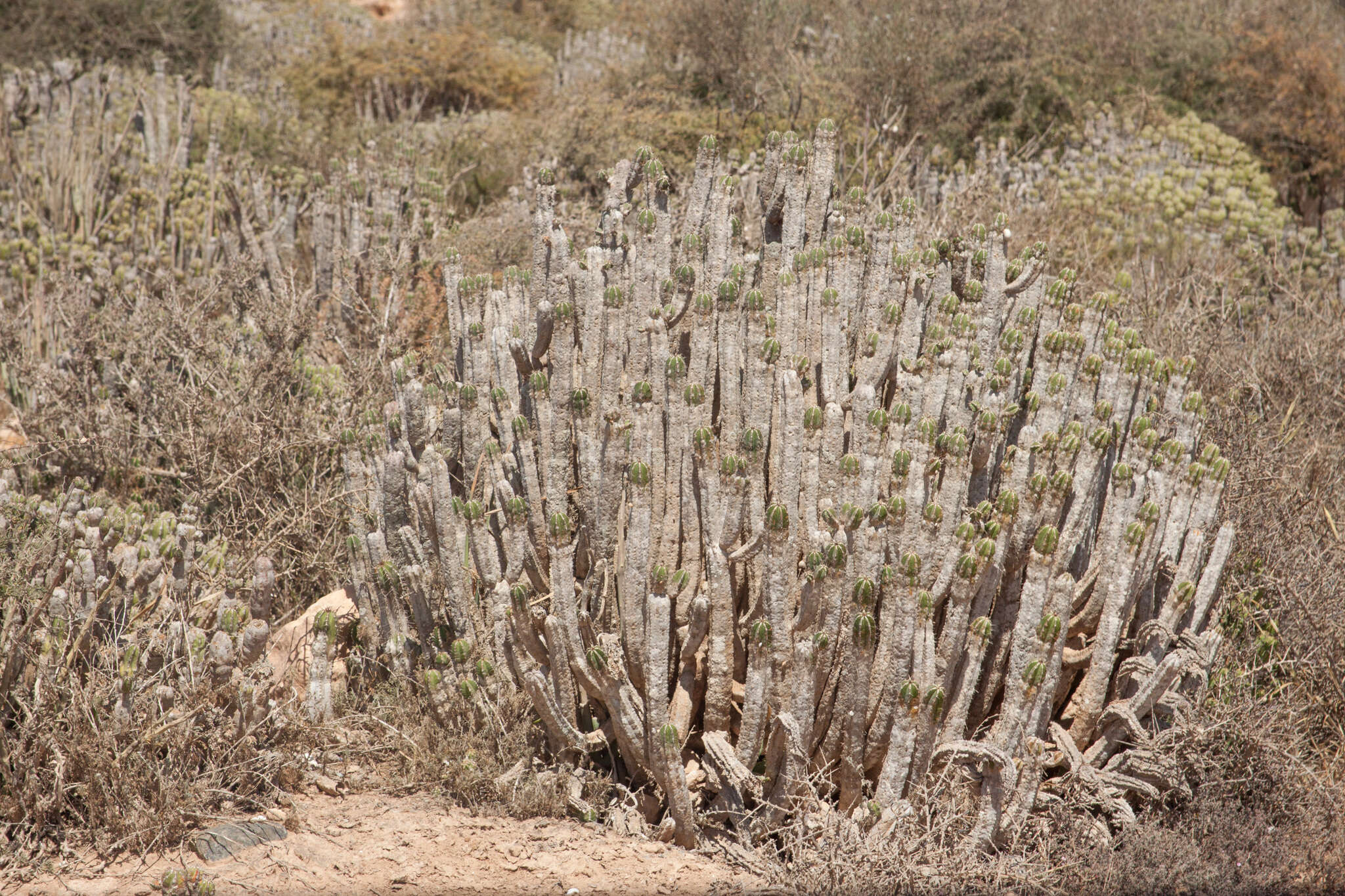 Euphorbia officinarum L. resmi