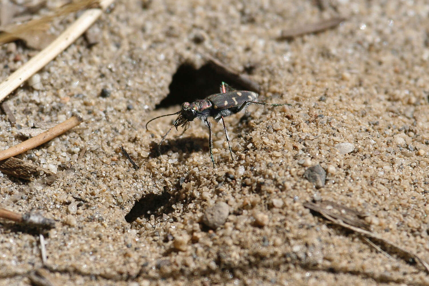 Plancia ëd Cicindela (Cicindela) oregona oregona Le Conte 1856