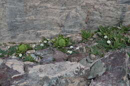 Image of Saussurea involucrata (Kar. & Kir.) Sch. Bip.