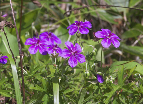 Sivun Geranium soboliferum Kom. kuva