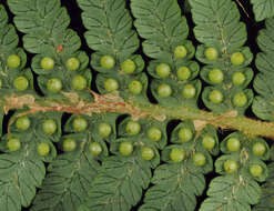 Image of Tree Fern Gully