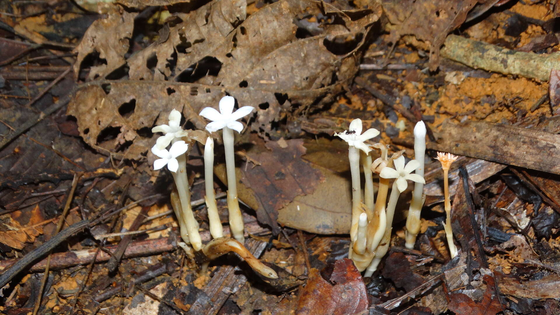 Plancia ëd Voyria caerulea Aubl.