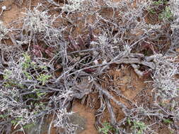 Image de Ceropegia pulvinata var. gariepensis (Pillans) Bruyns