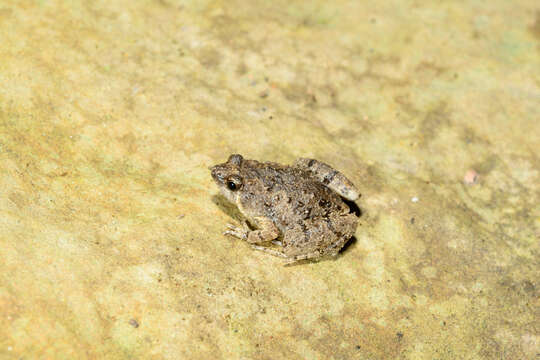 Image de Microhyla butleri Boulenger 1900