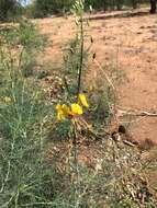 Image of Coalisina angustifolia subsp. petersiana (Klotzsch) Roalson & J. C. Hall