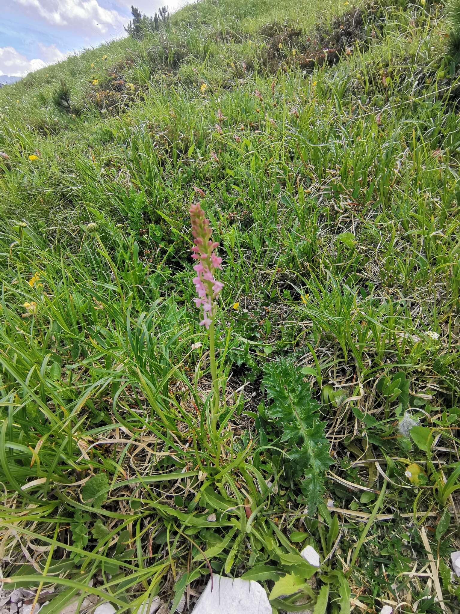 Image of Short spurred fragrant orchid