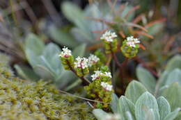 Image of Pimelea prostrata var. alpina Cheesem.