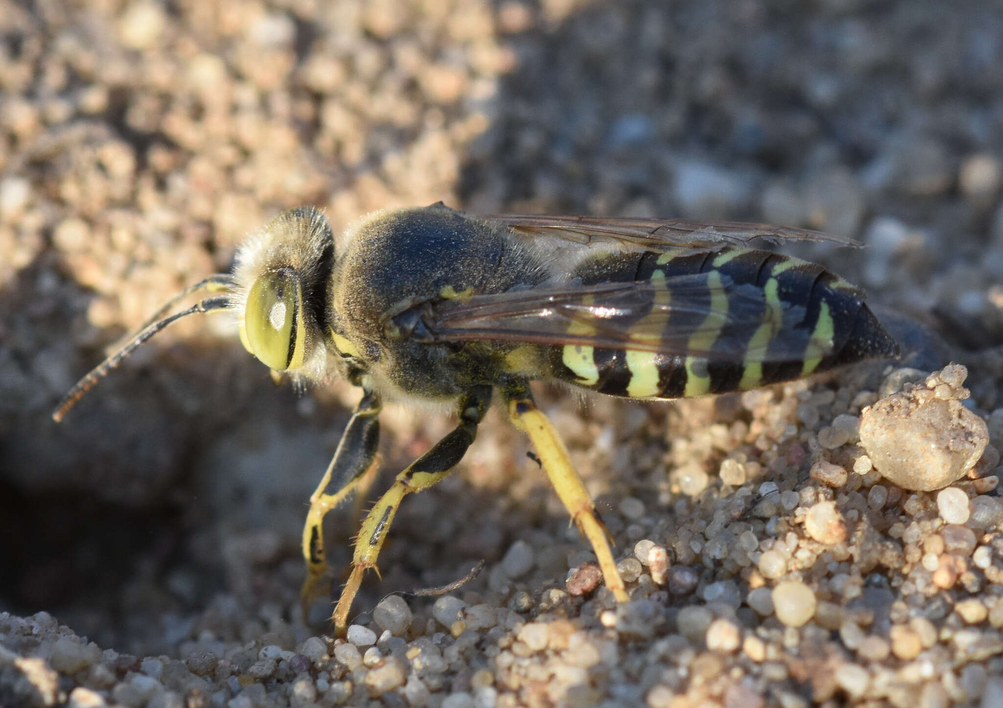 Image of Bembix rostrata (Linnaeus 1758)