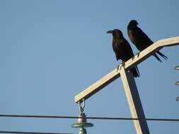 Image of Brown-necked Raven