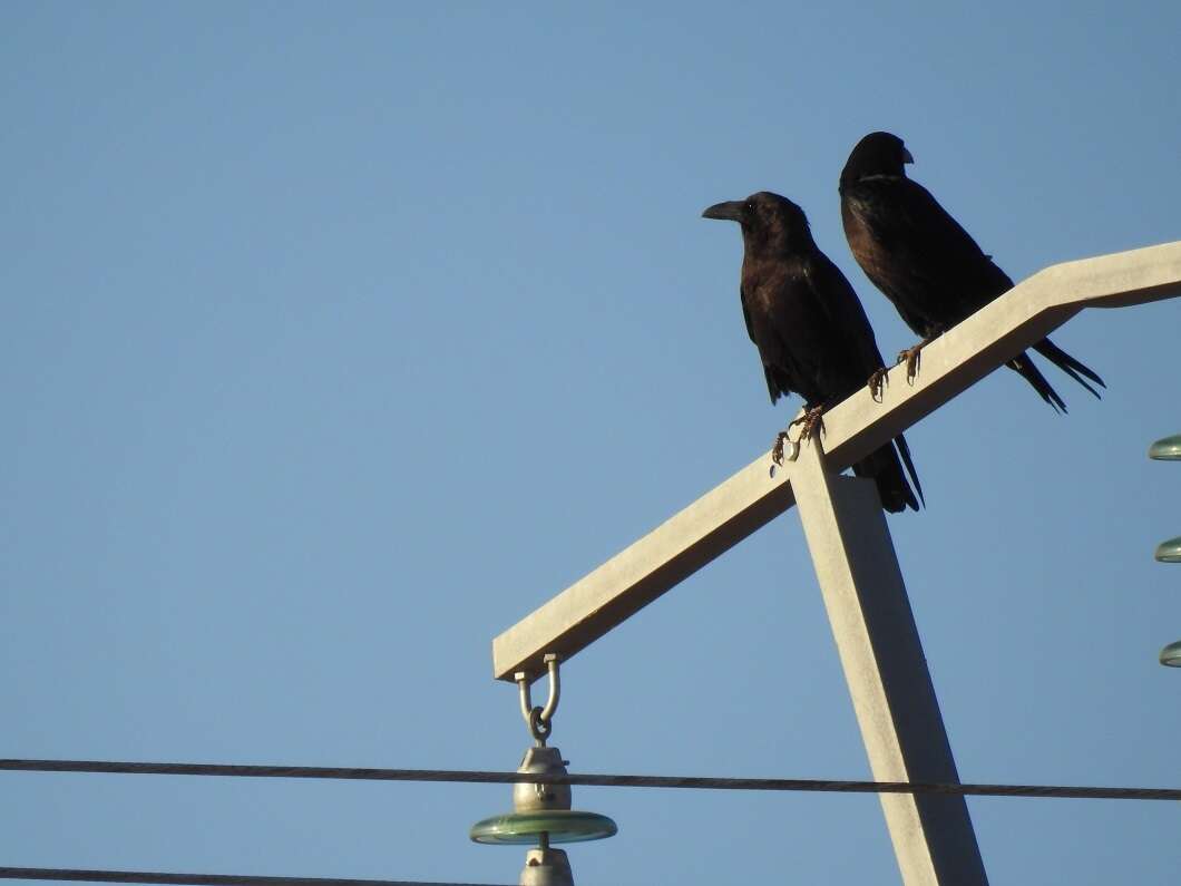 Image of Brown-necked Raven