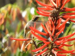 Image of Scale-throated Hermit