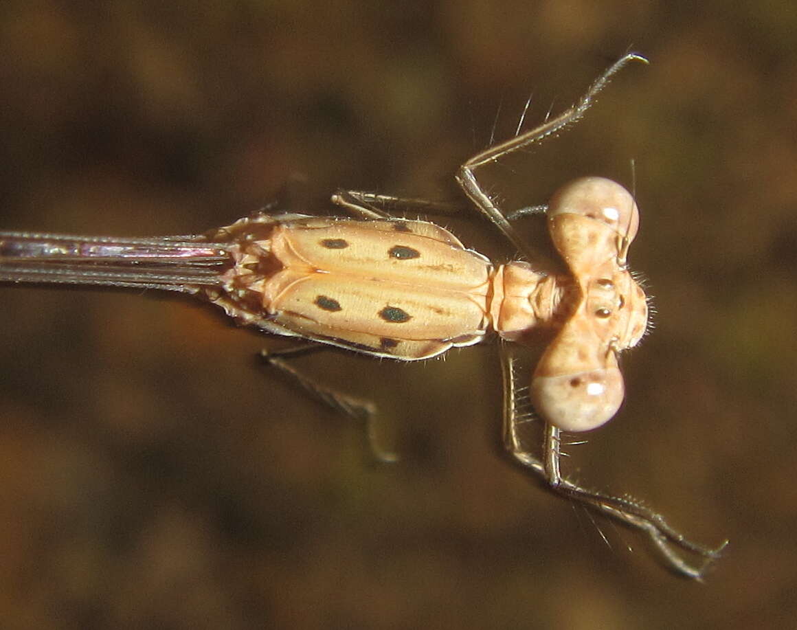 Imagem de Lestes pinheyi Fraser 1955