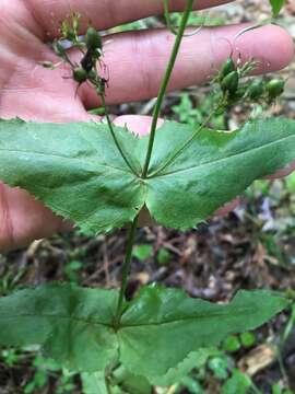 Image of Kral's beardtongue