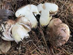 Image of Suillus brunnescens A. H. Sm. & Thiers 1964