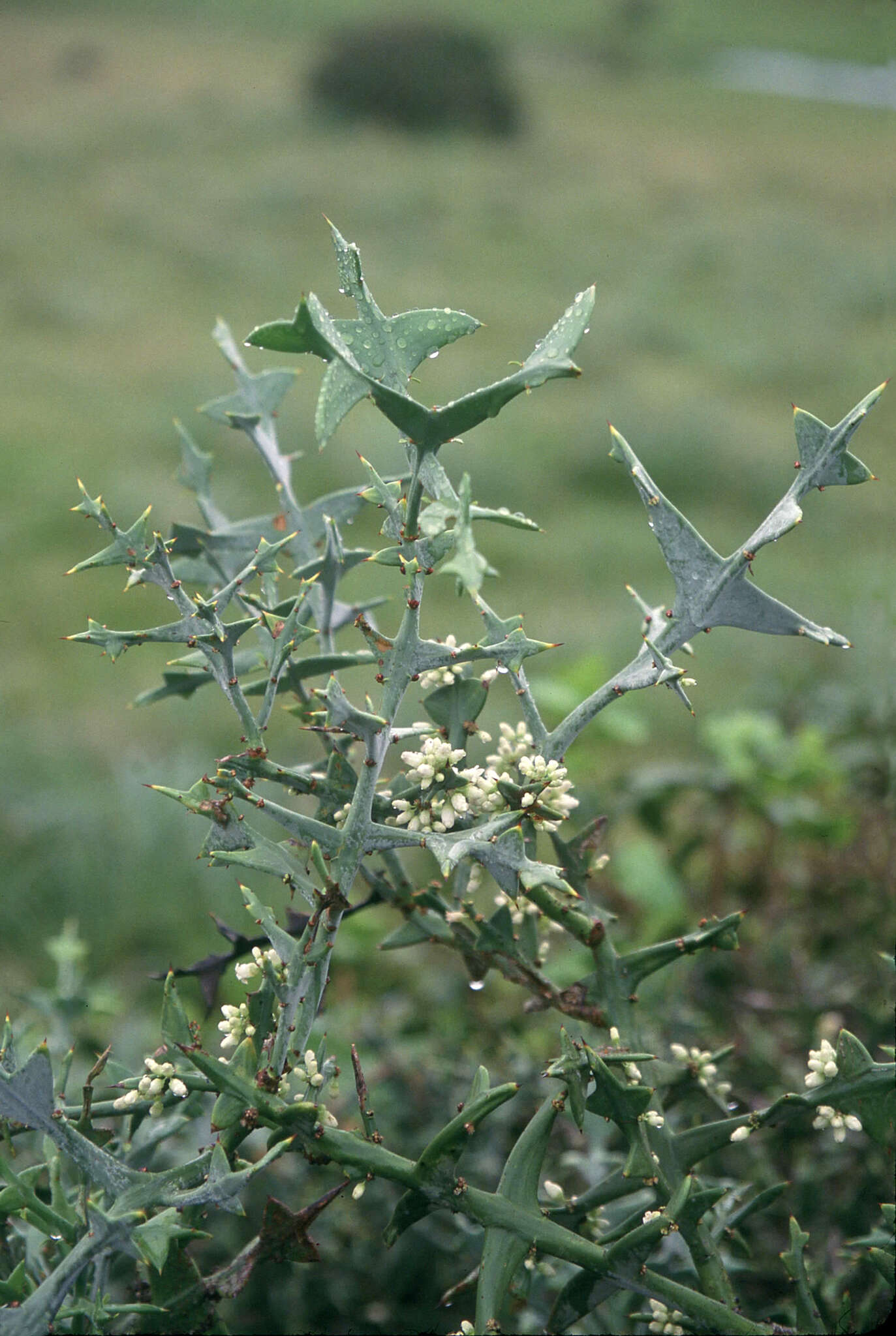 Image of Colletia paradoxa (Spreng.) Escalante