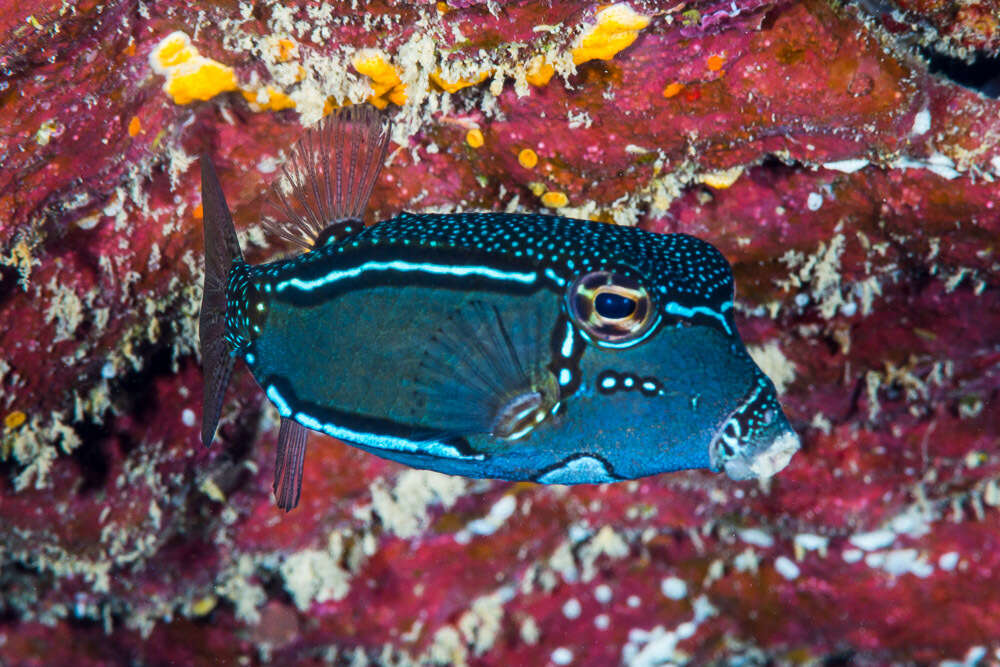 Image of Whitesided boxfish