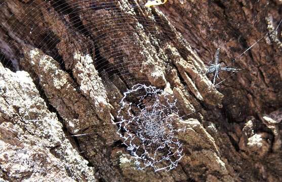 Imagem de Argiope ocyaloides L. Koch 1871