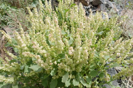 Rumex vesicarius L. resmi