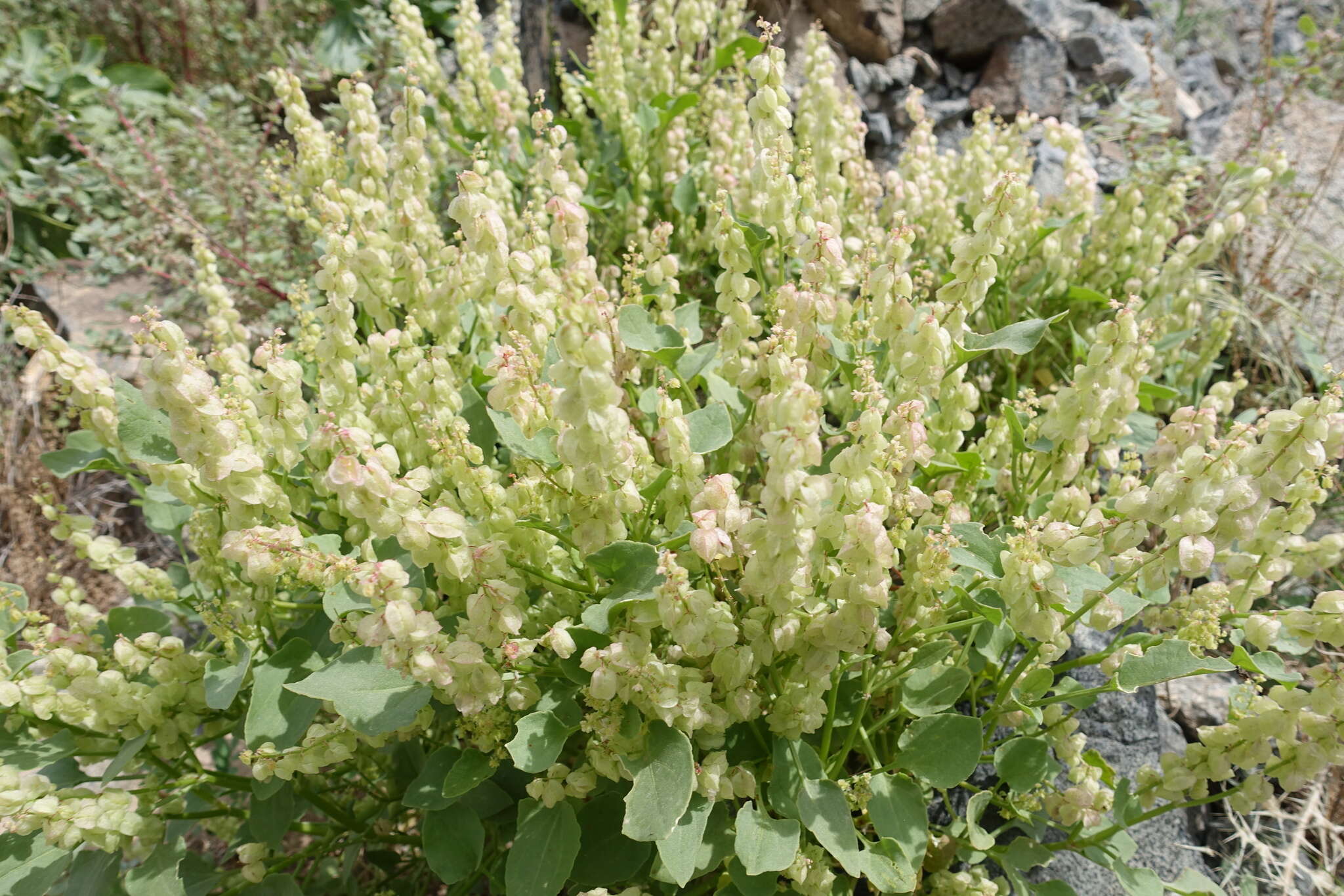 Rumex vesicarius L.的圖片