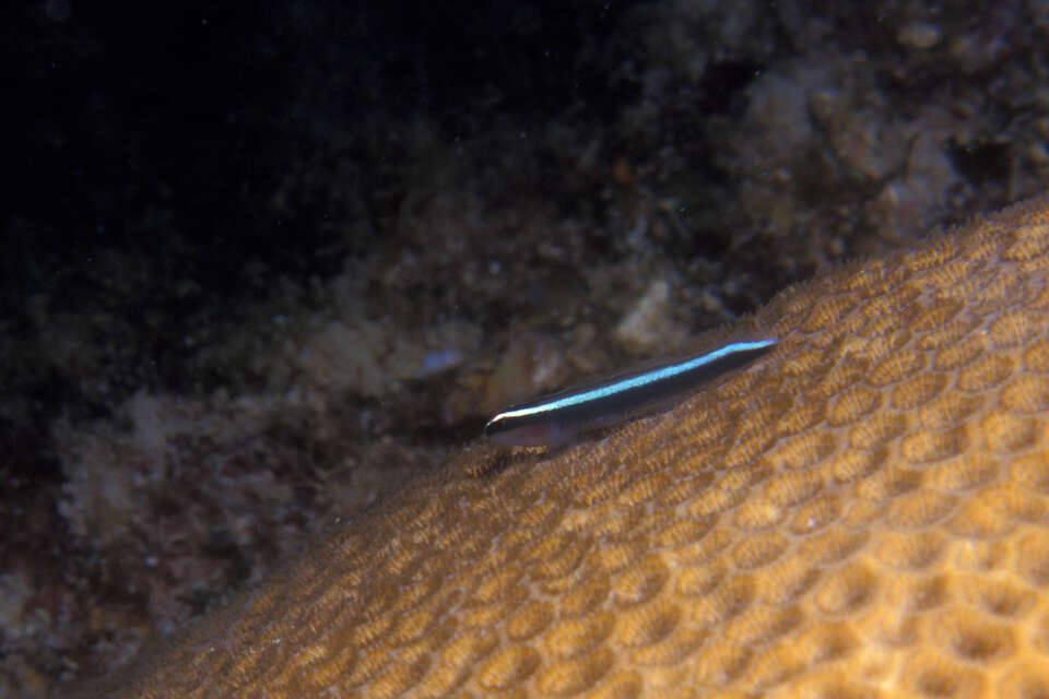 Image of Broadstripe goby