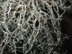 Image of Peruvian cartilage lichen