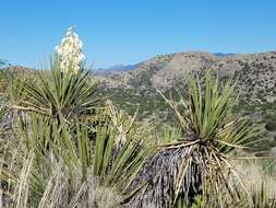 Image of Yucca baccata var. brevifolia L. D. Benson & Darrow