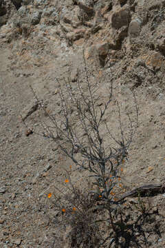 Image of Metcalf Canyon jewelflower