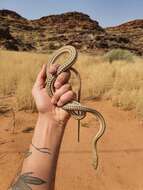 Image of Cape Sand Snake