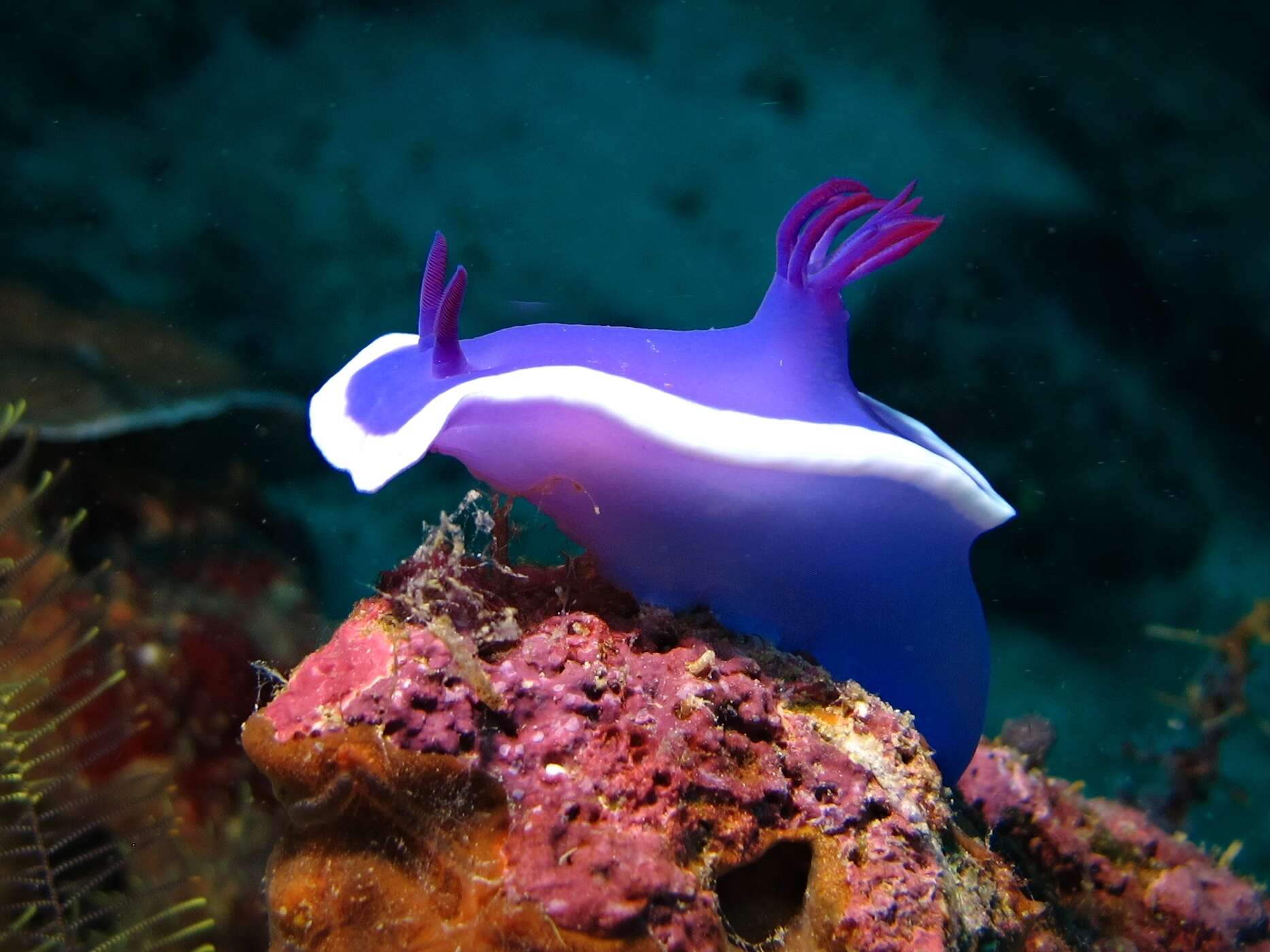 Image of Hypselodoris violacea Gosliner & R. F. Johnson 2018