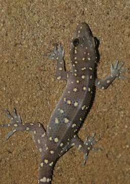 Hemidactylus prashadi Smith 1935 resmi