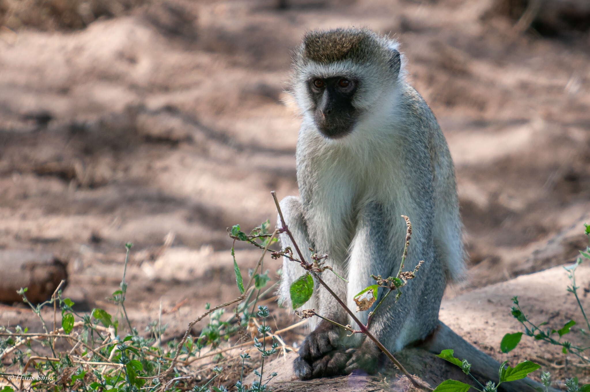 Image of Reddish-green Vervet Monkey