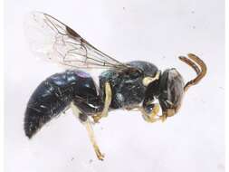 Imagem de Hylaeus albonitens (Cockerell 1905)