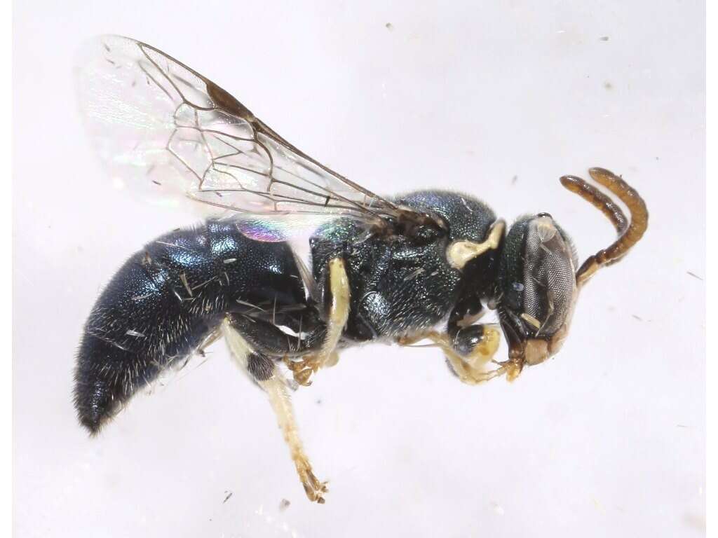 Image of Colletid bee