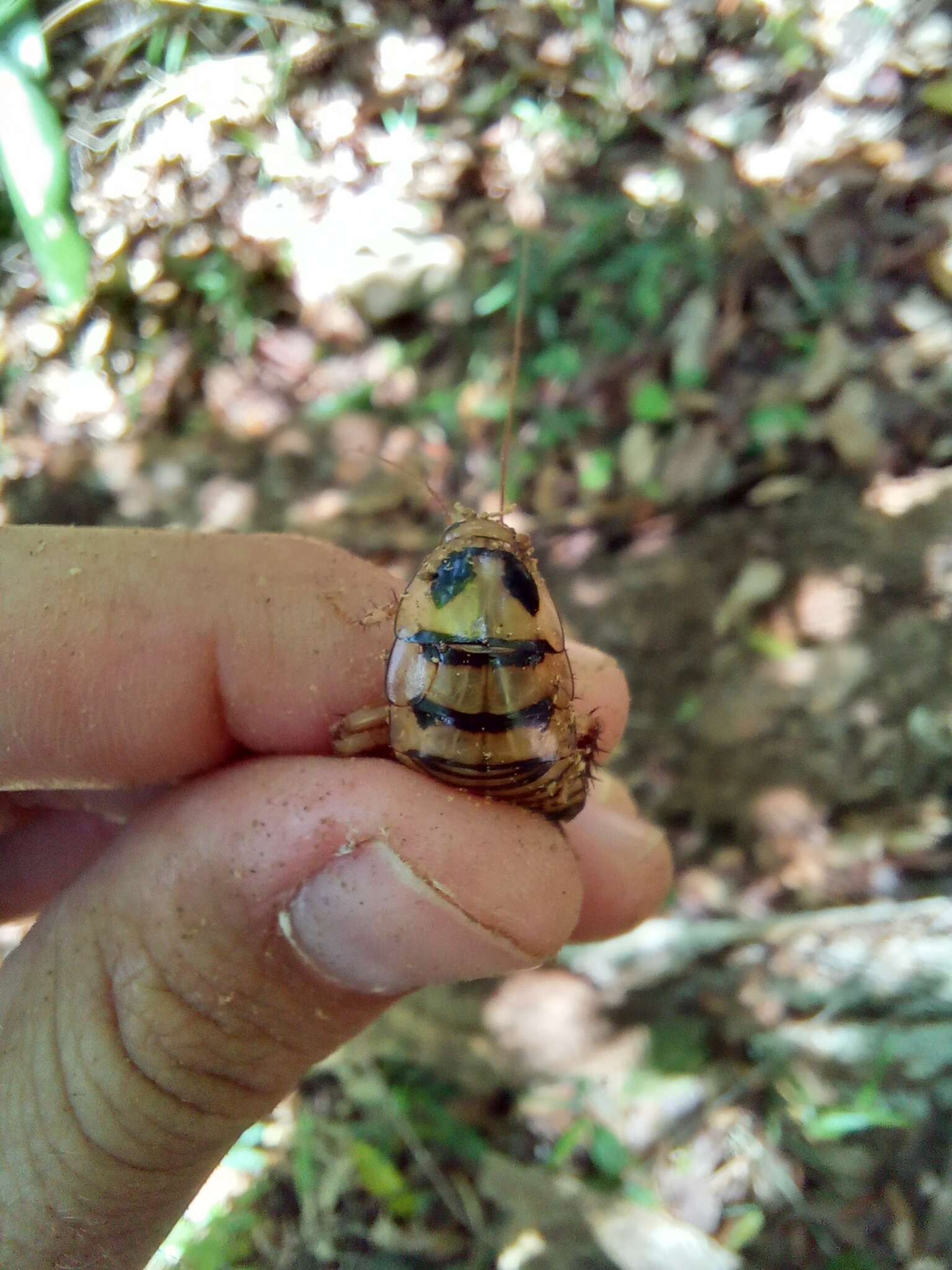 Image of Eurycotis balteata Cabrera 1922