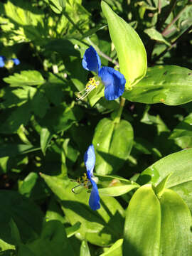 Image of Asiatic dayflower