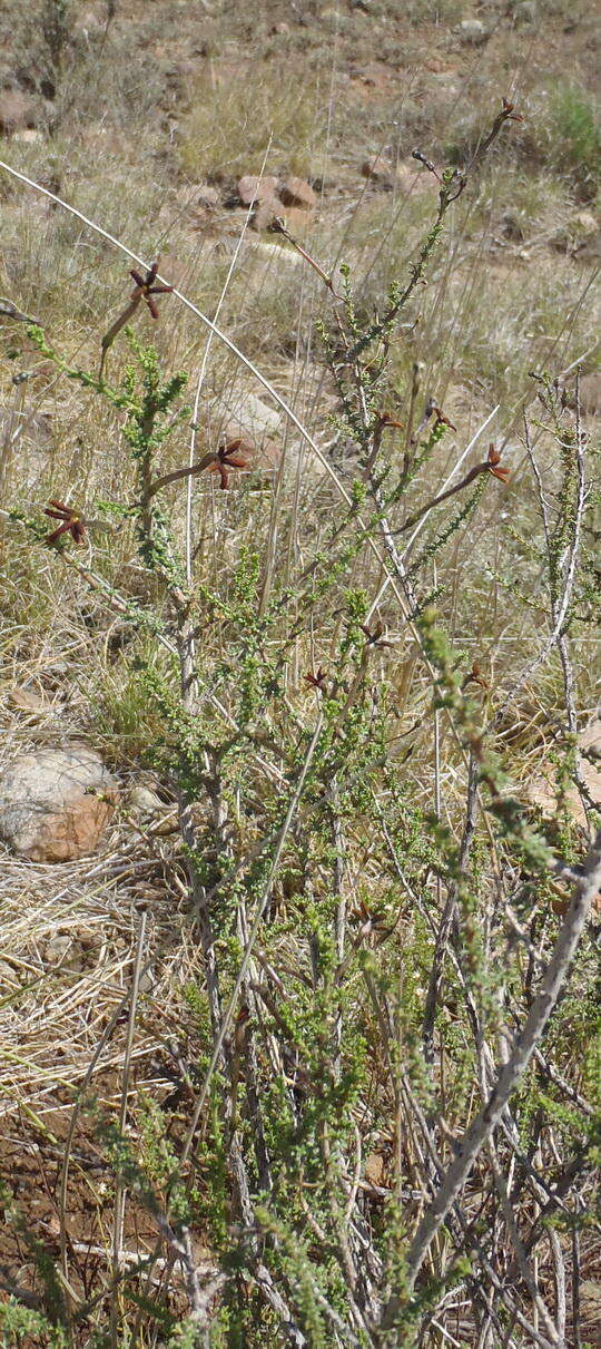 Image de Jamesbrittenia atropurpurea subsp. atropurpurea