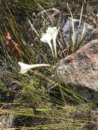 Image of Cyrtanthus leucanthus Schltr.