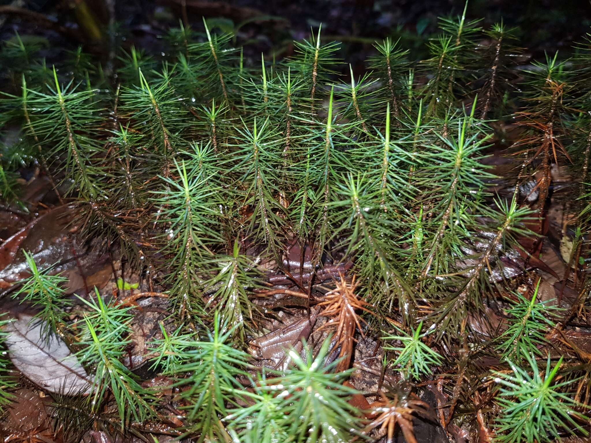 Image of Dawsonia polytrichoides R. Brown 1811