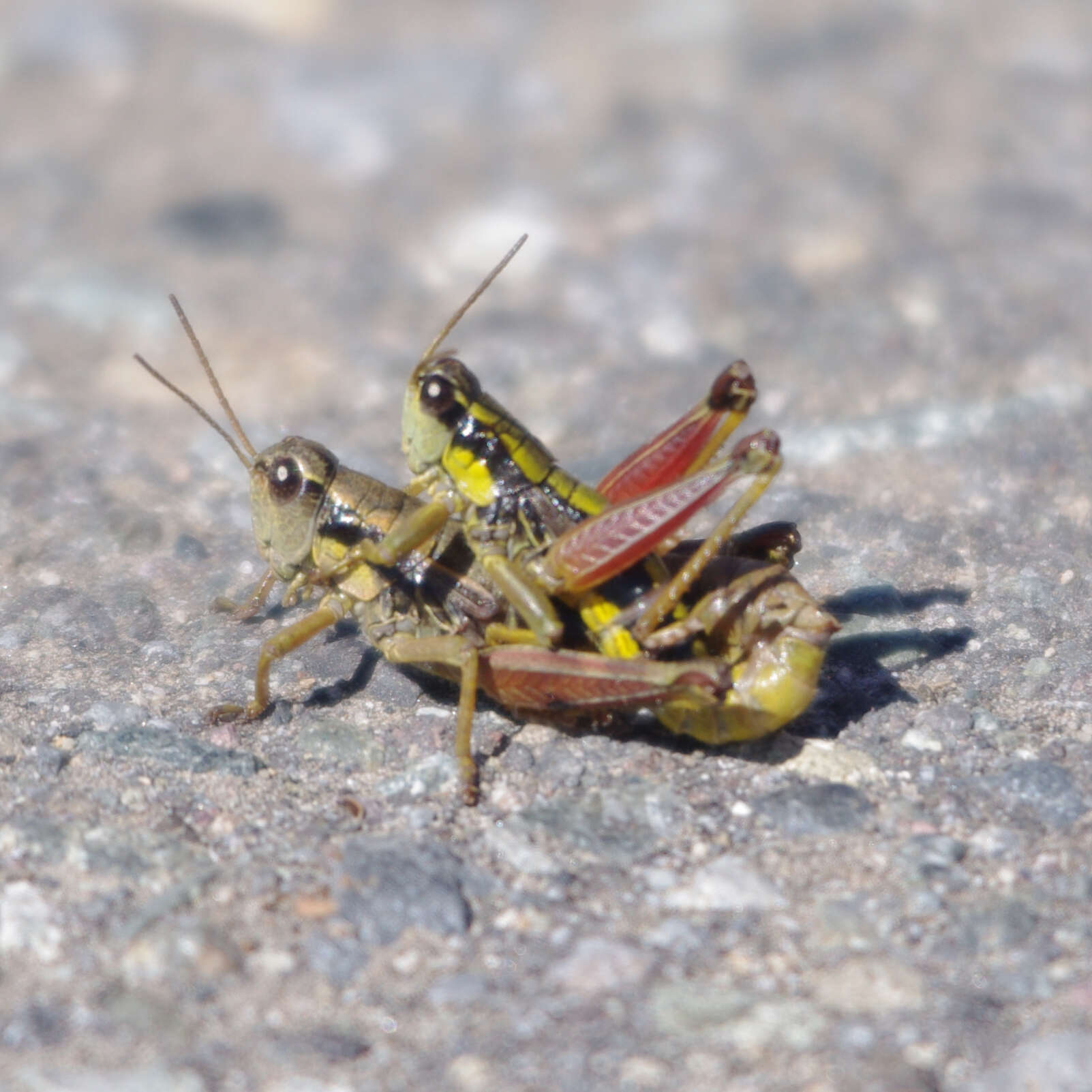 Image of Cascade Timberline Grasshopper