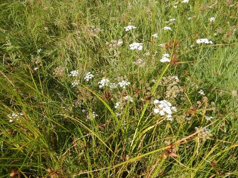 Oenanthe lachenalii C. C. Gmelin resmi