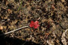 Image of Drosera rosulata Lehm.