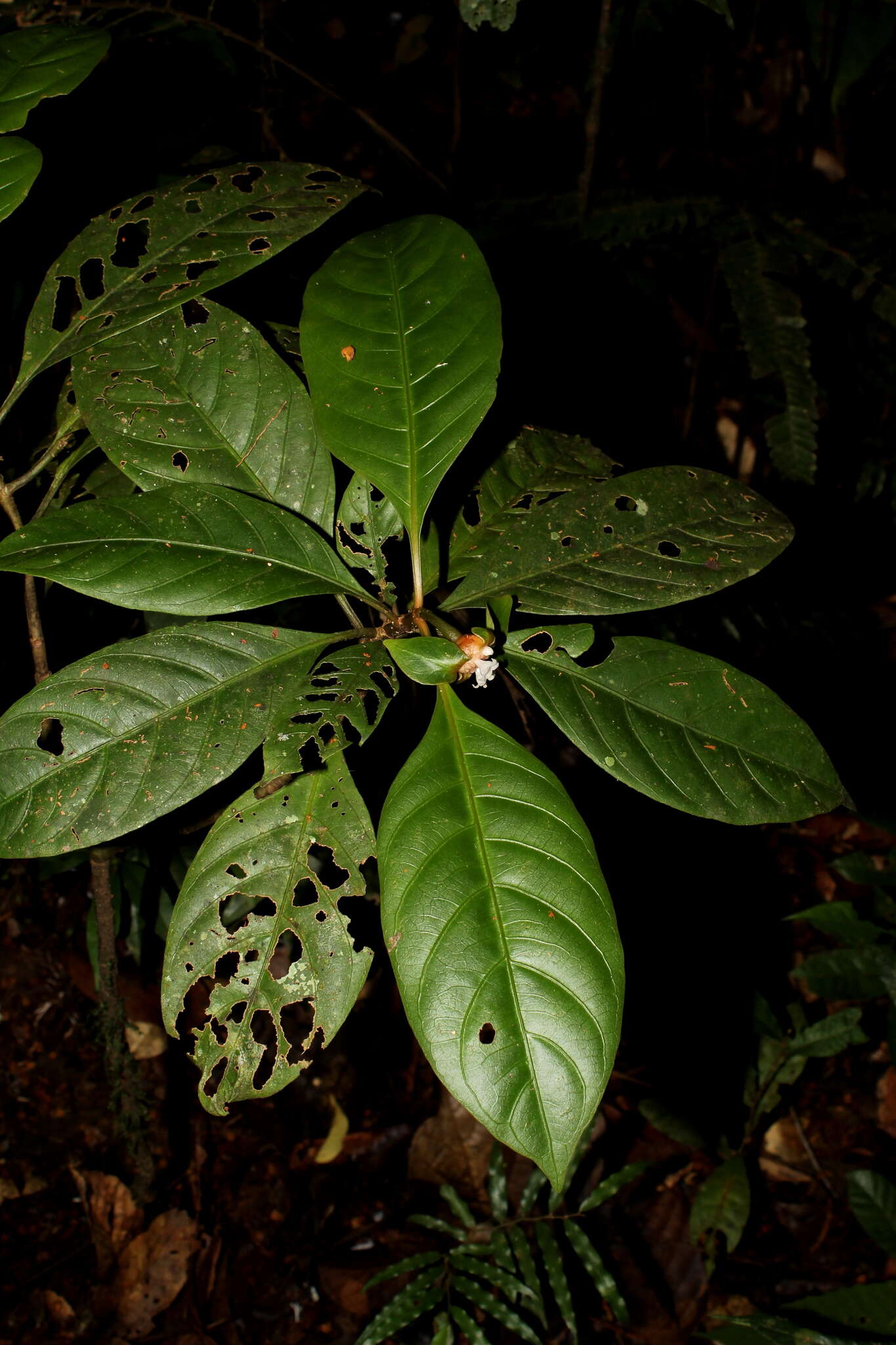Image of Carapichea guianensis Aubl.