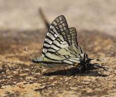 Image of Spectacle Swordtail